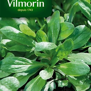 Vilmorin - Mâche à grosse graine