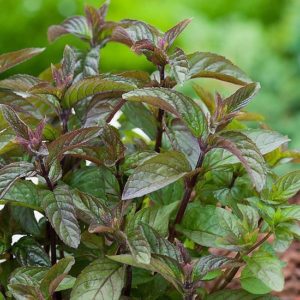 Plant Menthe Chocolat