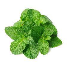 Plant Menthe Fraise