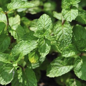 Plant Menthe Poivrée