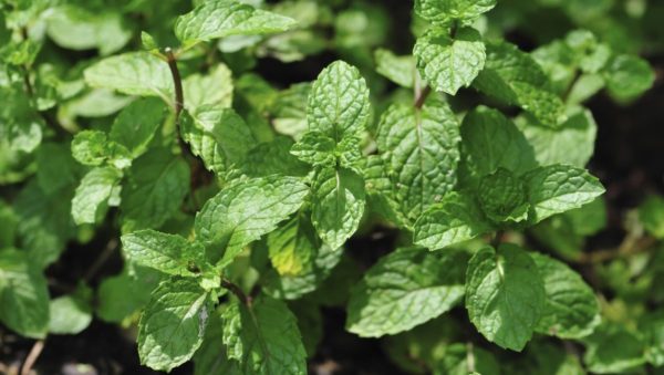 Plant Menthe Poivrée