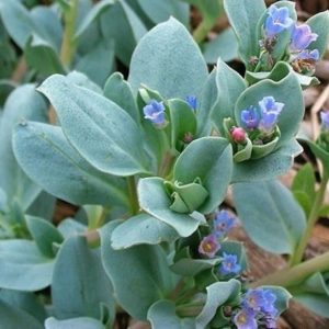 Plant Mertensia