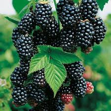 Mûre Black satin: Pots de 1 Litre