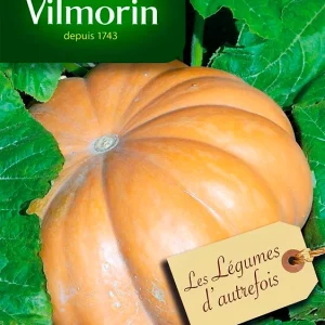 Vilmorin - Courge muscade de provence
