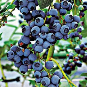 Myrtille Little Blue Wonder: Pots de 1 Litre