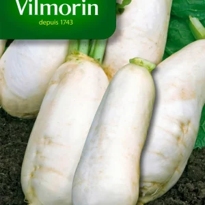 Vilmorin - Navet marteau