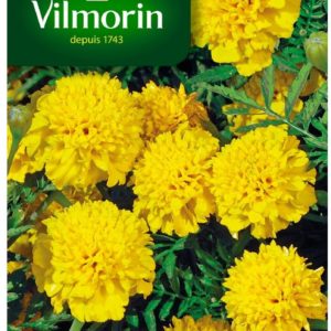 Vilmorin - Œillet d'inde globe citron