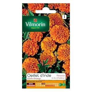 Vilmorin - Œillet d'inde globe orange