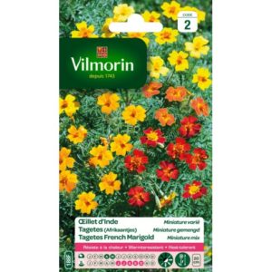 Vilmorin - Œillet d'inde miniature