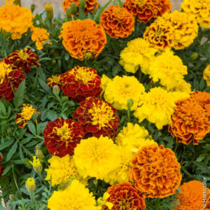 Oeillet D'Inde en mélange: Barquette de 10 plants