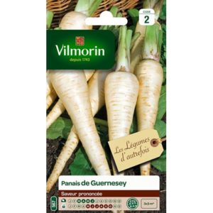Vilmorin - Panais de guernesey