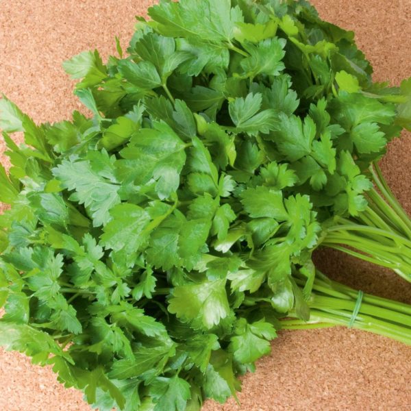 Plant Persil plat 'Nova': Pot 10.5cm blanc