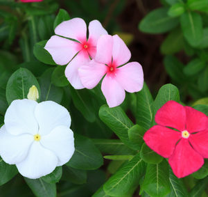 Pervenche en Mélange: Barquette de 10 plants