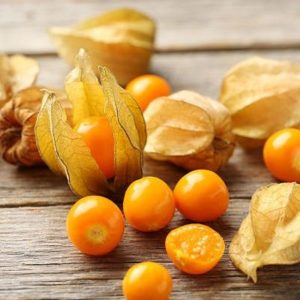 Plant Physalis 'Godvital' F1: Pot 10.5cm marron