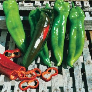 Plant Piment