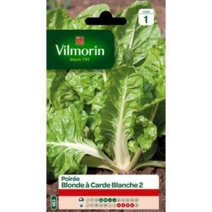 Vilmorin - Poirée blonde à carde blanche 2