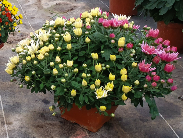 Chrysanthèmes Pomponette Pots carré 2 couleurs