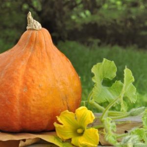 Plant Potimarron: Pot 10.5cm orange