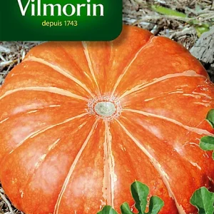 Vilmorin - Potiron rouge vif d'etampes