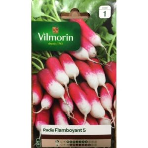 Vilmorin - Radis flamboyant 5