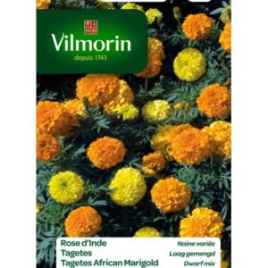 Vilmorin - Rose d'inde naine