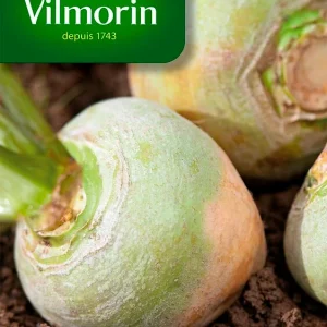 Vilmorin - Rutabage jaune à collet vert