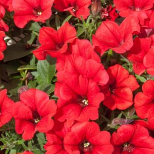 Pétunia retombant en Mélange: Barquette de 6 plants