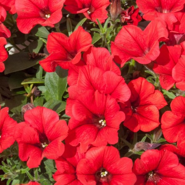 Pétunia retombant en Mélange: Barquette de 6 plants