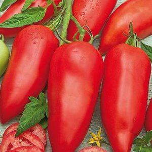 Plant Tomate rouge longue 'Cornabel' F1: Godet 7x7x6.2 blanc