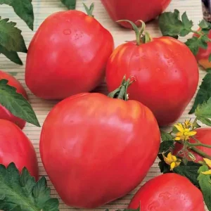 Plant Tomate rouge coeur de boeuf 'Cuor di bue' F1: Godet 7x7x6.2 vert