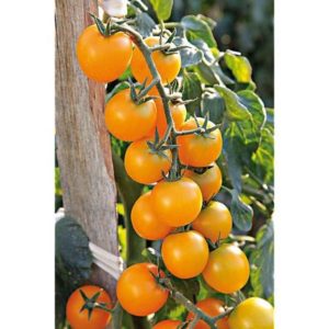 Plant Tomate cerise jaune 'Goldwin' F1: Godet 7x7x6.2 jaune