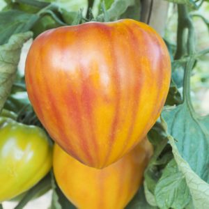 Plant Tomate jaune Coeur lisse 'Gourmansun' F1: Pot 10.5cm jaune