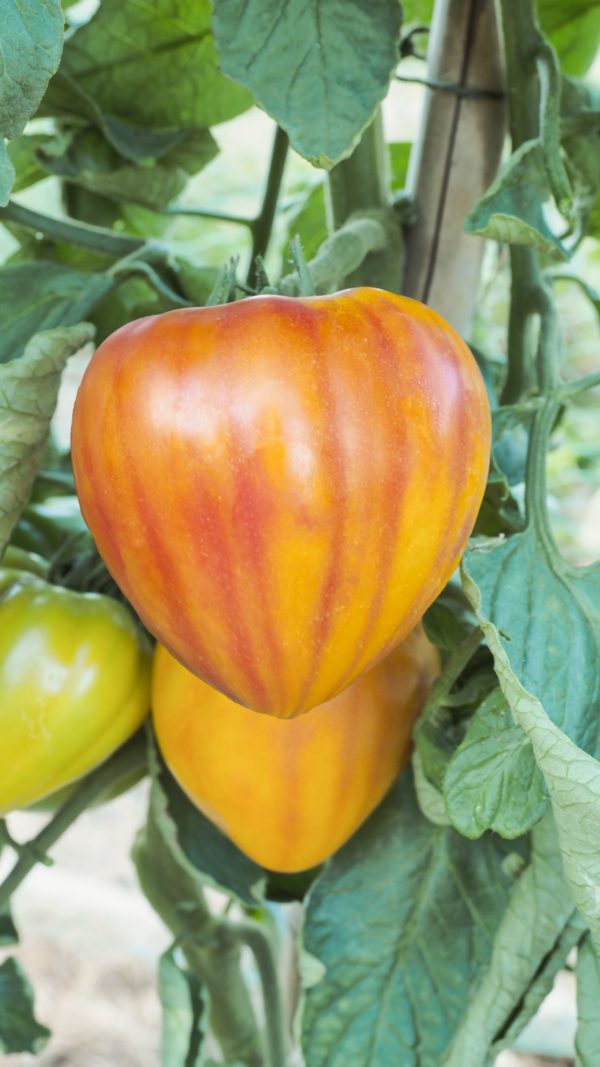 Plant Tomate jaune Coeur lisse 'Gourmansun' F1: Pot 10.5cm jaune