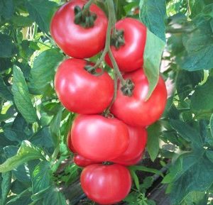 Plant Tomate 'Honey moon' F1: Pot 10.5cm fuchsia