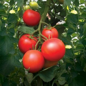 Plant Tomate rouge 'Paoline' F1: Godet 7x7x6.2 noir