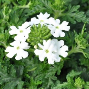 Verveine en Mélange: Barquette de 6 plants