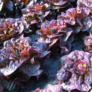Laitue rouge 'maiko': Barquette de 12 plants