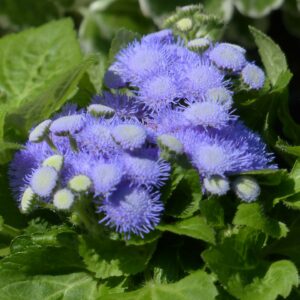 Agératum bleu: Barquette de 10 plants