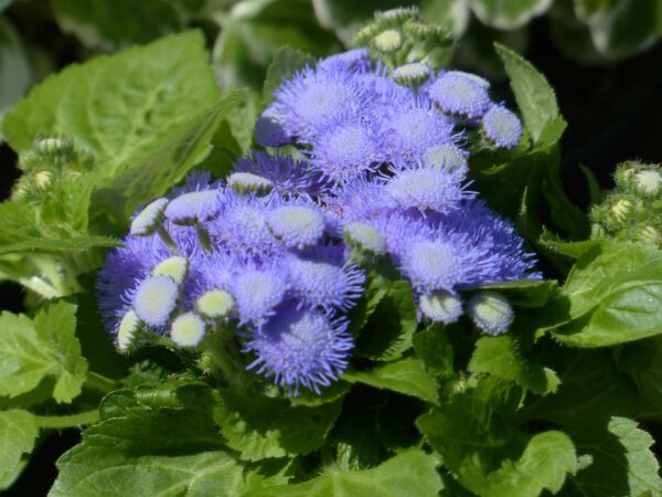 Agératum bleu: Barquette de 10 plants