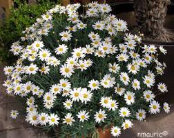Anthémis Blanc: Barquette de 6 plants