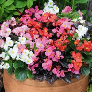 Bégonia en Mélange: Barquette de 10 plants