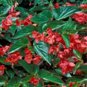 Bégonia Dragon Rouge: Pots de 10.5cm