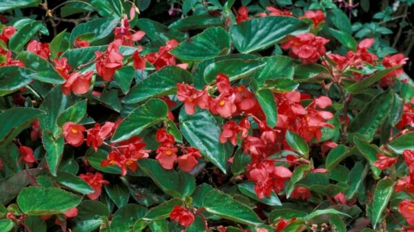 Bégonia Dragon Rouge: Pots de 10.5cm