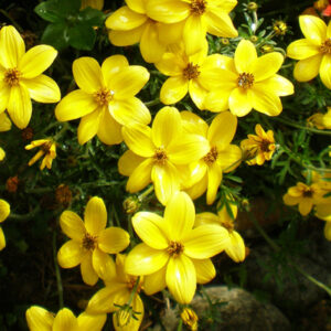 Bidens jaune: Barquette de 6 plants