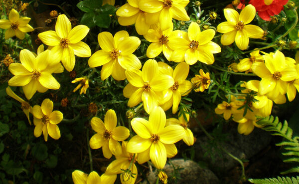 Bidens jaune: Barquette de 6 plants