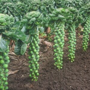 Plant Choux Bruxelles: Racines nues paquet de 15