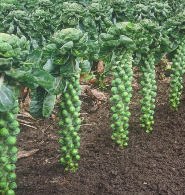 Plant Choux Bruxelles: Barquette de 12 plants
