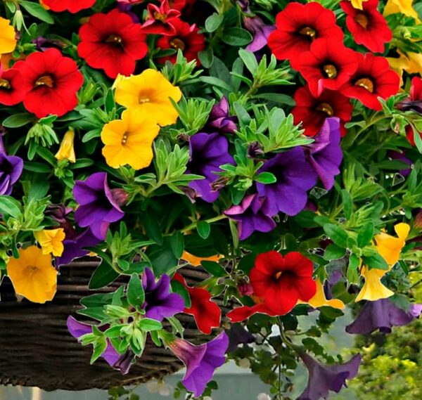 Calibrachoa en Mélange: Barquette de 6 plants