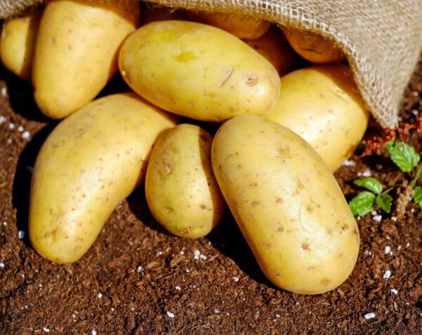 Pomme de terre Charlotte