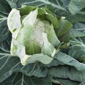 Plant Choux Fleurs Boris: Racines nues paquet de 15